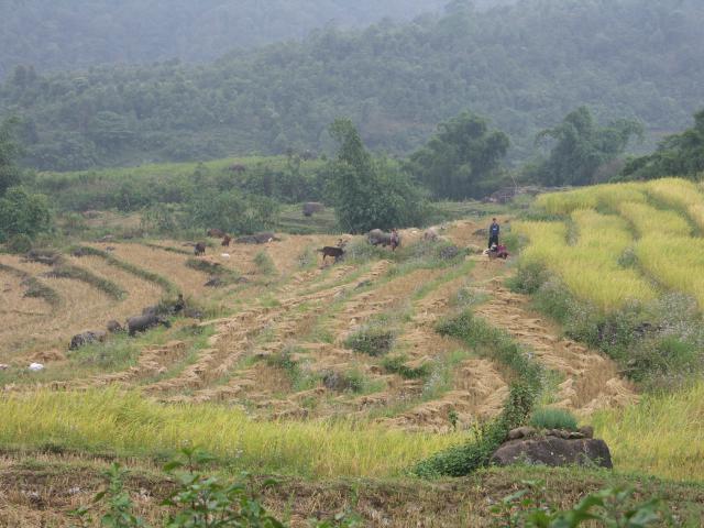 Vietnam 2007
